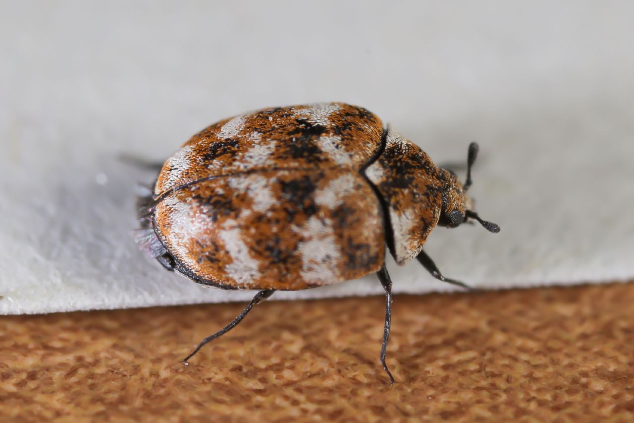 Dermestidae - Anthrenus (Nathrenus) verbasci